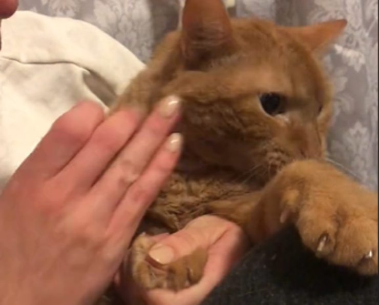 gatto non vuole tagliare le unghie: la reazione drammatica