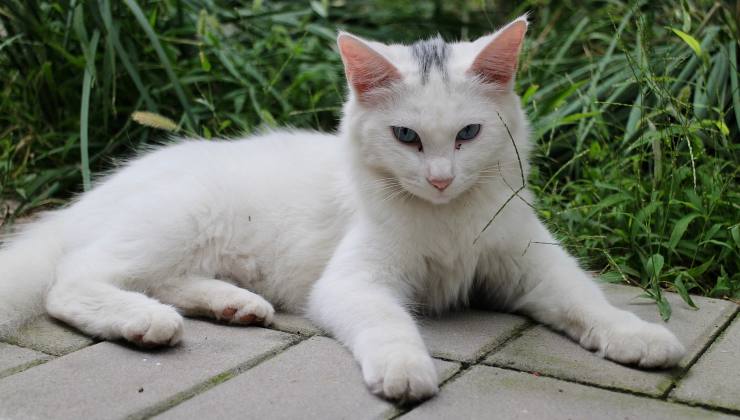 gatto domestico bianco 