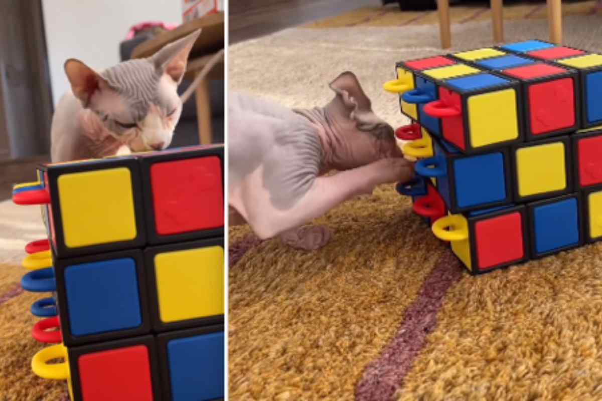 gatto intelligente risolve cubo di Rubik