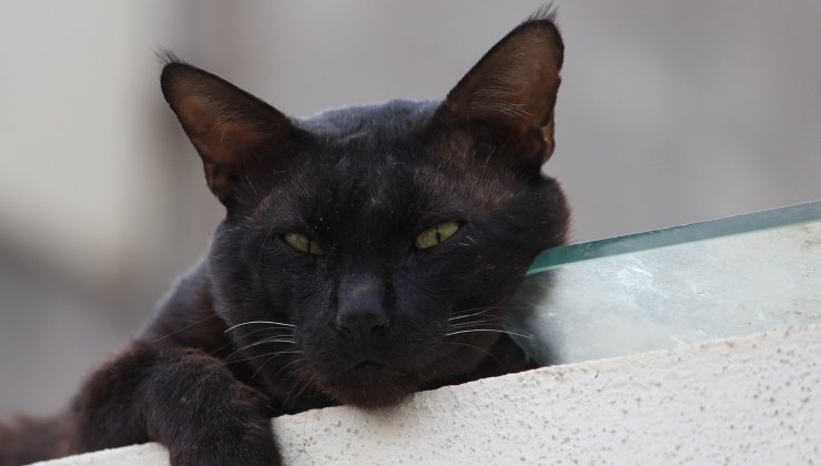 gatto nero sospettoso