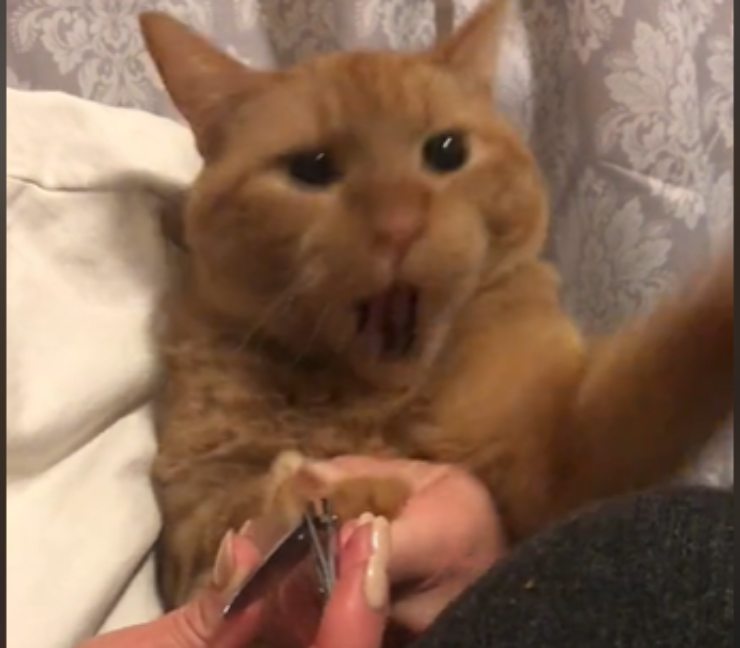 gatto non vuole tagliare le unghie: la reazione drammatica