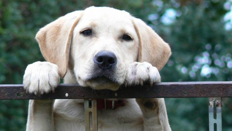 Cane Labrador tra le razze più adorabili del mondo 