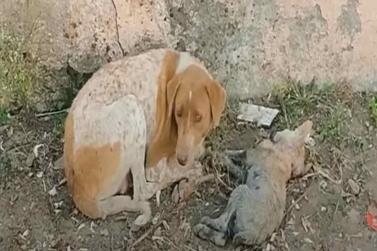 mamma cane chiede aiuto per il cucciolo