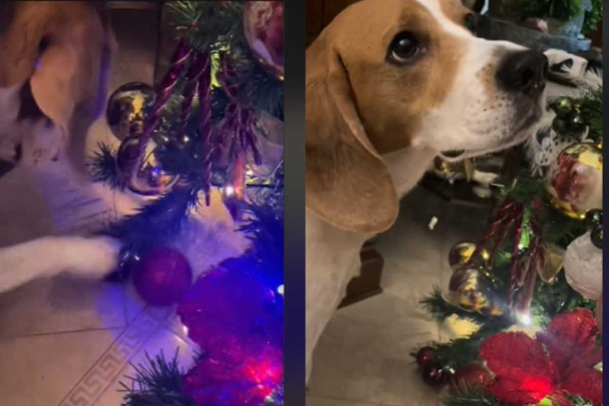 la passione del Beagle per gli addobbi natalizi
