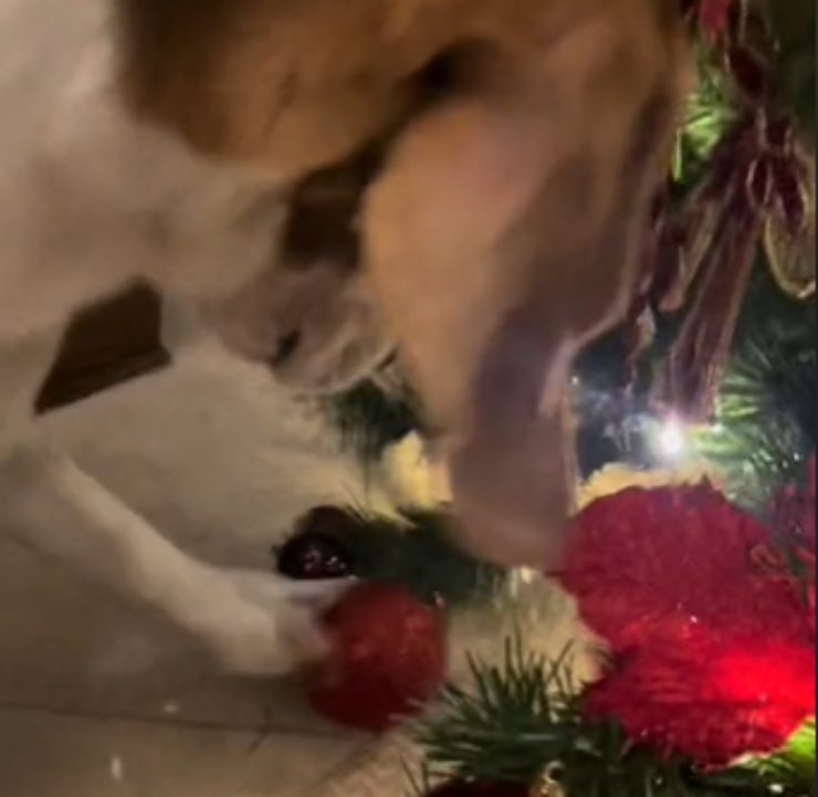 la passione del Beagle per gli addobbi natalizi