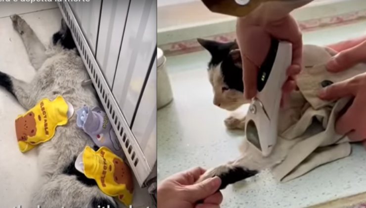 gattino salvato dalla pozzanghera ha una speranza di vita