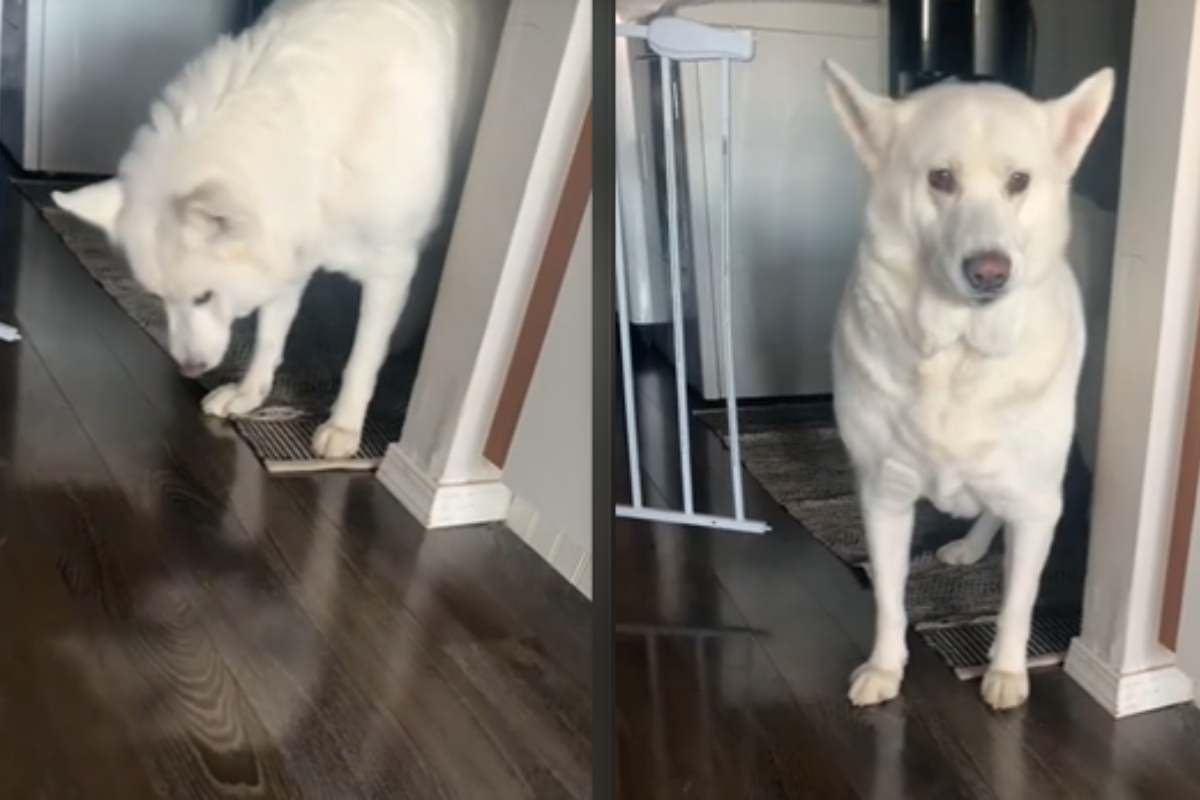 la reazione del cane alla cera sul pavimento