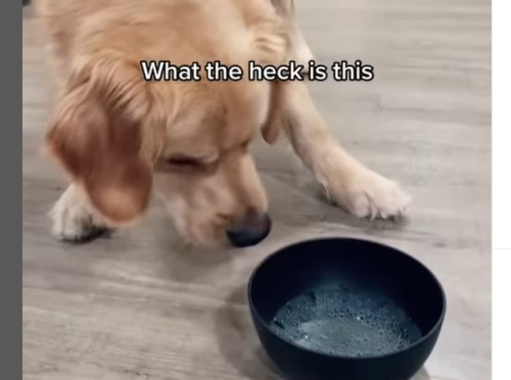 a reazione del cane che beve l'acqua frizzante dalla ciotolina